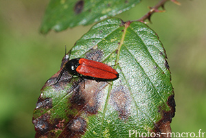 Ampedus sanguineus